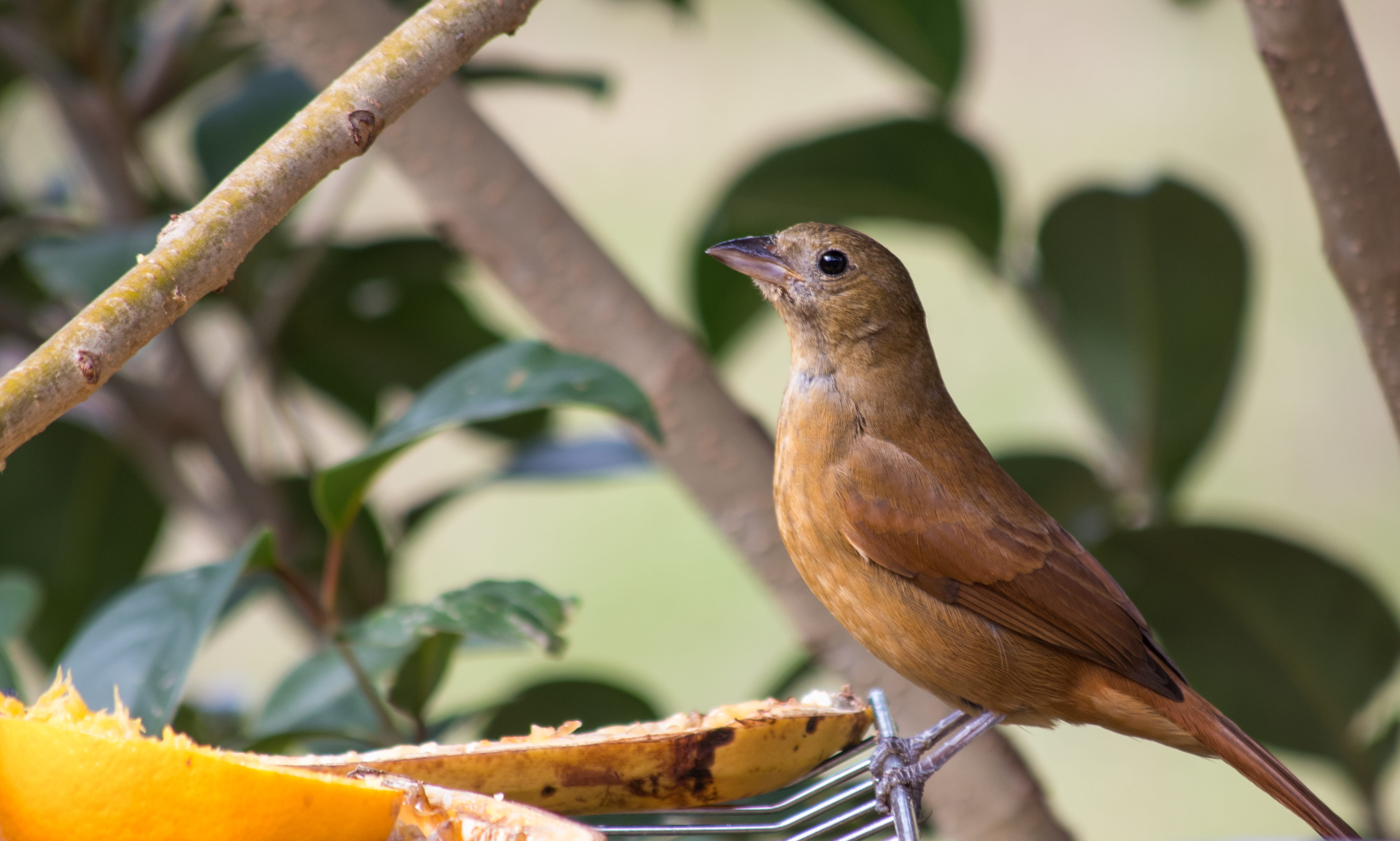 Bird Watching Tours – Sites 2