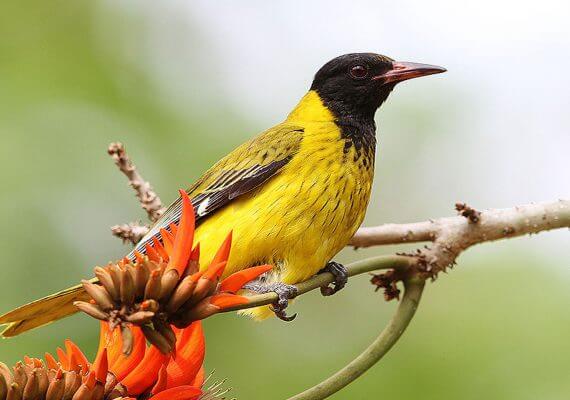 Bird Watching Tours – Sites 1